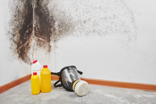Attic Mold Removal in Warren, MI