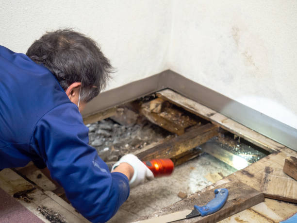 Best Black Mold Removal  in Warren, MI