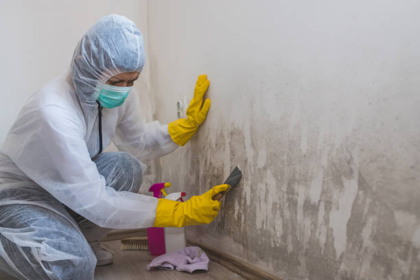 Best Mold Testing  in Warren, MI