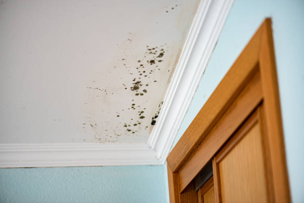 Best Attic Mold Removal  in Warren, MI