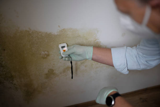 Best Toxic Mold Removal  in Warren, MI